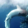【閲覧注意】ホオジロザメさん、ダイバーを襲い死亡
